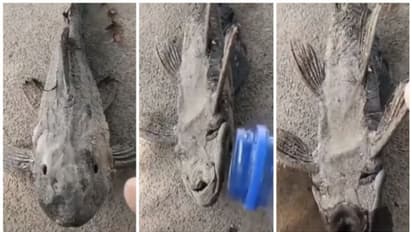 വെള്ളം വേണ്ട, ഉണങ്ങി ഉറച്ച ചെളിയിൽ 'വിറക് കൊള്ളി പോലെ' മാസങ്ങളോളം ജീവിക്കാൻ ഈ മത്സ്യത്തിന് കഴിയും !