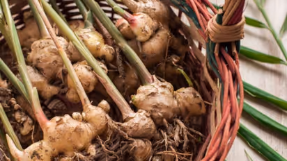 നിങ്ങള്ക്ക് ആവശ്യമുള്ള ഇഞ്ചി വീട്ടില് തന്നെ ഉണ്ടാക്കാം? വീഡിയോ കണ്ടുനോക്കൂ...