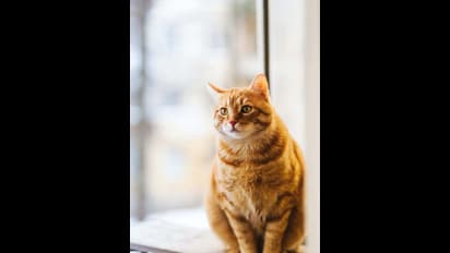 పిల్లిని దురదృష్టంగా ఎందుకు చూస్తారో తెలుసా? 