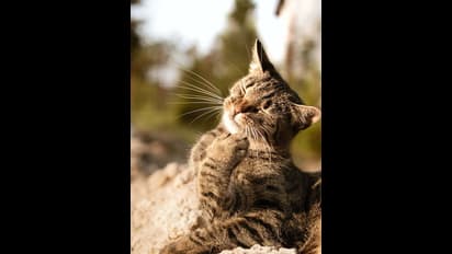 ఇంట్లో పిల్లి ఏడిస్తే ఏమౌతుంది? 