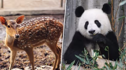 World Animal Day 2023: Day, history, theme and significance