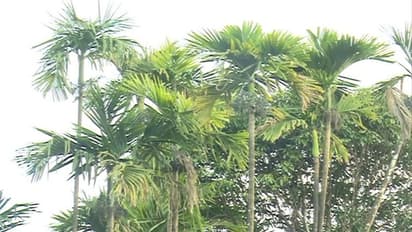 ಚಿಕ್ಕಮಗಳೂರು: ಅಡಿಕೆಗೆ ಎಲೆಚುಕ್ಕಿ ರೋಗ, ಬೆಳೆಗಾರರು ಕಂಗಾಲು..!