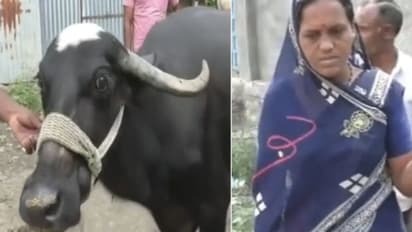 இதெல்லாம் மாட்டுகிட்ட வைக்கலாமா?.. படக்குனு தங்க தாலியை விழுங்கிய எருமை - அப்புறம் எப்படி எடுத்தாங்க தெரியுமா?