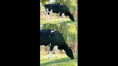 ஷாக்! உணவுக்காக ஒவ்வொரு ஆண்டும் அதிகம் கொல்லப்படும் உயிரினம் இதுவா..?