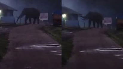 മൂന്നാറില് അരിതേടി വീണ്ടും പടയപ്പയെത്തി; ബസ് കാത്തിരിപ്പ് കേന്ദ്രം തകര്ത്ത് മടങ്ങി