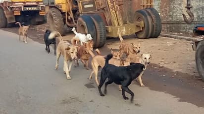 Kodagu: ಸಿದ್ದಾಪುರದಲ್ಲಿ ಒಂದೇ ದಿನ ಏಳು ಜನರಿಗೆ ಕಚ್ಚಿ ಗಾಯಗೊಳಿಸಿದ ಒಂದೇ ನಾಯಿ!