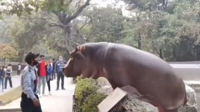 മൃഗശാലയിൽ ഹിപ്പോയുടെ മുഖത്തടിക്കുന്ന സെക്യൂരിറ്റി ഗാർഡ്, വൈറലായി വീഡിയോ