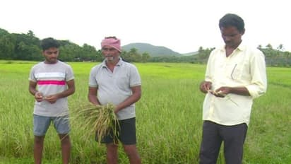 ಉತ್ತರಕನ್ನಡ: ಅನ್ನದಾತನಿಗೆ ಏಟಿನ ಮೇಲೆ ಏಟು, ಬೆಳೆಗೆ ರೋಗ ಕಾಟ, ಸಂಕಷ್ಟದಲ್ಲಿ ರೈತರು..!