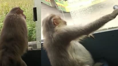 Haveri: ಸರ್ಕಾರಿ ಬಸ್‍ ಏರಿದ ಆಂಜನೇಯ: 30 ಕಿಲೋ ಮೀಟರ್ ಪ್ರಯಾಣಿಸಿದ ಕೋತಿ!