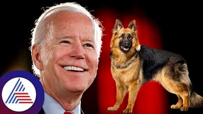 ರಾಜನಂತಿದ್ದ ನಾಯಿ ಅನಾಥ, ವೈಟ್‌ಹೌಸ್‌ನಿಂದ ಜರ್ಮನ್ ಶೆಫರ್ಡ್ ಹೊರಹಾಕಿದ ಜೋ ಬೈಡೆನ್!