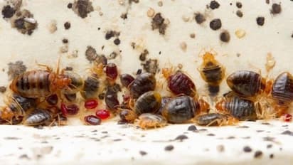 ഹോസ്റ്റലിൽ മൂട്ടശല്യം, ഒഴിവാക്കാൻ ജീവനക്കാരുടെ പുക പ്രയോഗം, വ്ലോഗറിനും വിനോദ സഞ്ചാരിക്കും ദാരുണാന്ത്യം