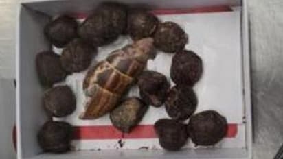 വിമാനത്താവള ലഗേജില്‍ കൊണ്ടുവന്നത് ജിറാഫിന്‍റെ വിസര്‍ജ്യം, ആഭരണത്തിനായെന്ന വിചിത്രവാദവുമായി യുവതി, നടപടി 