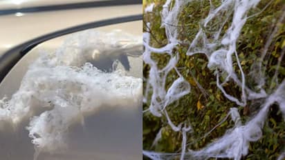 മഴ പോലെ നിലത്തേക്ക് വീണ് ചിലന്തികളും വലകളും, ദേശാടനത്തിന്റെ ഞെട്ടലില് നാട്ടുകാര്