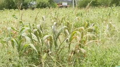 ರೈತರು ಕಡ್ಡಾಯ ಎಫ್.ಐ.ಡಿ ಮಾಡಿಸಿ: ಯಾವ ದಾಖಲೆಗಳು ಅಗತ್ಯ