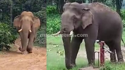 നല്ലവനായ ഉണ്ണി: ചില്ലിക്കൊമ്പൻ ജനവാസ മേഖലയിൽ, നാട്ടുകാർക്കും സഞ്ചാരികൾക്കും പ്രിയങ്കരൻ!