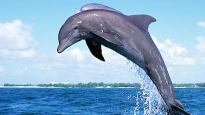 ಗರ್ಭಿಣಿ ಎಂದೆರ ಡಾಲ್ಪಿನ್ಸ್‌ಗೇಕೆ ವಿಶೇಷ ಅಕ್ಕರೆ? ಮಗುವಿನ ಇರುವಿಕೆ ಫೀಲ್ ಮಾಡಬಲ್ಲದಾ ಈ ಜೀವಿ?