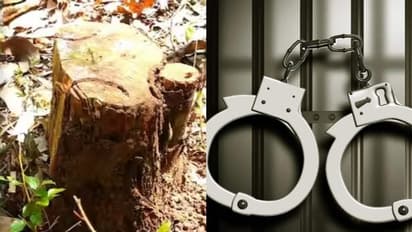 വീട്ടുമുറ്റത്തെ ചന്ദനമരം കാണാനില്ല! മുറിച്ചുകടത്തിയത് അപകടാവസ്ഥയിലുള്ള മറ്റൊരു മരം മുറിക്കാനെത്തിയവര്