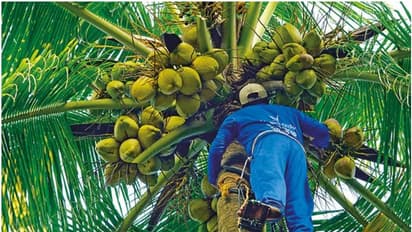 തേങ്ങയിടാൻ ആളെ കിട്ടുന്നില്ലെങ്കിൽ ഇനി കോൾ സെന്ററിൽ വിളിക്കാം, പഞ്ചായത്ത് അടിസ്ഥാനത്തിൽ 'ചങ്ങാതിമാരെത്തും'