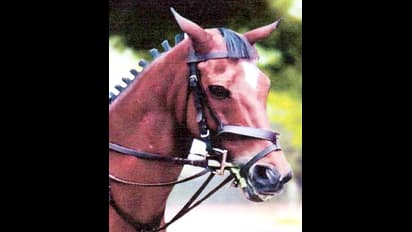  13 ದಸರೆಯಲ್ಲಿ ಭಾಗಿಯಾಗಿದ್ದ ಸಾಂಗಿನಿ ಅಶ್ವ ಸಾವು