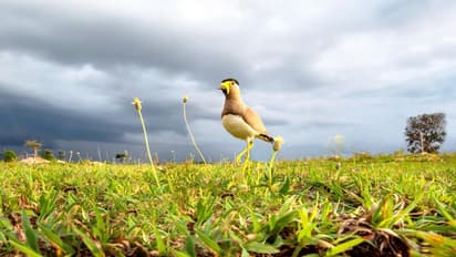 ವಿದೇಶಗಳಿಗೆ ಹಾರಿದ ಕನ್ನಡ 'ನೆಲದ ಹಕ್ಕಿಯ ಹಾಡು' ಸಾಕ್ಷ್ಯಚಿತ್ರ