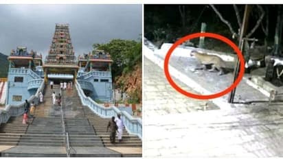 திருப்பதி மலைப்பாதையை போல் மருதமலை கோயிலில் சுற்றித்திரியும் சிறுத்தை- வெளியான வீடியோவால் பக்தர்கள் அதிர்ச்சி