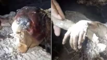 പുരാണത്തിൽ മാത്രമല്ല; രക്തം കുടിക്കുന്ന ആ അപൂർവജീവിയെ കൊലപ്പെടുത്തിയെന്ന് വേട്ടക്കാരുടെ സംഘം, വൈറലായി വീഡിയോ