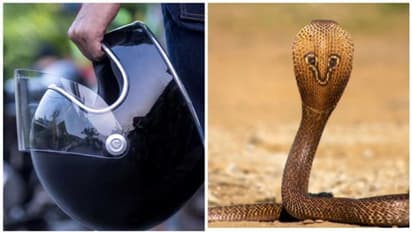 ഹെൽമെറ്റിടും മുമ്പ് നന്നായി പരിശോധിക്കുക, ചിലപ്പോള്‍ അതിലൊരു മൂർഖൻ പാമ്പ് ഒളിച്ചിട്ടുണ്ടാകാം!