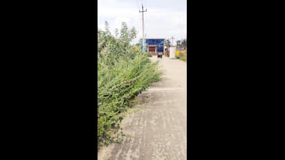 Mysuru :  ಕಾಂಕ್ರಿಟ್‌ ರಸ್ತೆ, ಚರಂಡಿಯಲ್ಲಿ ಆಳೆತ್ತರದ ಗಿಡಗಳು