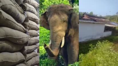 അരിക്കൊമ്പന്റെ 'കലിപ്പ്', അന്നം മുടക്കി റേഷൻ കട ആക്രമിച്ചത് 11 തവണ, ഒടുവിൽ കാട് കയറ്റി, പുതിയ റേഷൻ കട റെഡി