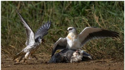 വനം വകുപ്പ് ഫോട്ടോഗ്രാഫി മത്സരഫലം വിവാദത്തില്‍; സമ്മാന വിതരണം നടന്നില്ല ! 