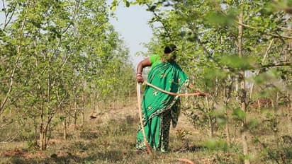 ഒഡീഷയിലെ ഈ വനത്തിന് പേര് ഒരു കൂലിപ്പണിക്കാരിയുടേതാണ്, കാരണമറിഞ്ഞാൽ ആരും പറയും ഇത് അർഹിക്കുന്ന അംഗീകാരം