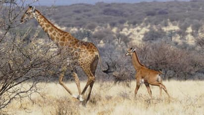 Airportல் ஒட்டகச்சிவிங்கி கழிவுடன் சிக்கிய பெண்.. படக்குனு மடக்கிய officers - அத ஏன் எடுத்துவச்சாங்க தெரியுமா?