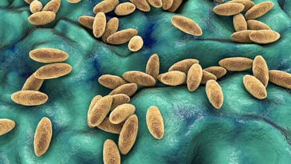 തിരുവനന്തപുരത്ത് രണ്ട് പേരെ ബാധിച്ച ബ്രൂസെല്ലോസിസ് രോഗം എന്താണ് ? ലക്ഷണങ്ങൾ എന്തൊക്കെ?