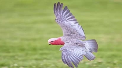 1.3 ലക്ഷം കൊടുത്ത് ഓസ്ട്രേലിയയിൽ നിന്നും ഇറക്കുമതി ചെയ്ത പക്ഷി പറന്നുപോയി, 24 മണിക്കൂറിനുള്ളില്‍ സംഭവിച്ചത്...