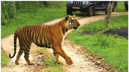 കടുവ സങ്കേതങ്ങള് സന്ദര്ശിക്കുന്നവര്ക്ക് ഇനി ഇന്ഷുറന്സ് പരിരക്ഷ