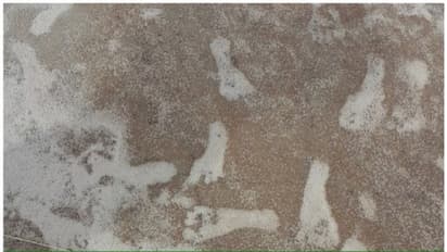 23,000 വർഷം പഴക്കമുള്ള മനുഷ്യന്‍റെ കാല്‍പ്പാടുകള്‍, കണ്ടെത്തിയതില്‍ വച്ച് ഏറ്റവും പഴക്കമുള്ള കാലടികൾ !