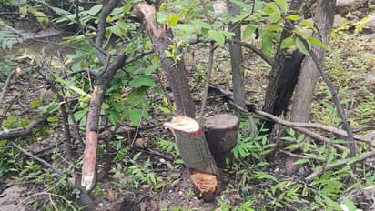 ಯಾದಗಿರಿ ಶ್ರೀಗಂಧ ಕಳವು: ಶಿವಮೊಗ್ಗ, ಕೇರಳದ ನಂಟು