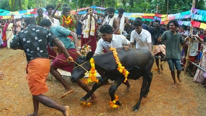 9 പോത്തുകള്, 41 ദിവസത്തെ വ്രതം, നാല് ദേശക്കാര്; ഉത്സവാന്തരീക്ഷത്തില് പോത്തോട്ട മത്സരം
