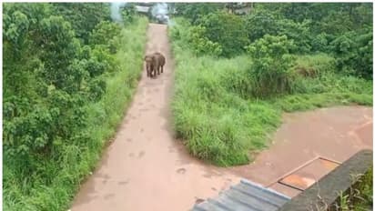 കനത്ത മഴ; ഉളിക്കലിനെ വിറപ്പിച്ച് കാട്ടാനയെ തുരത്താനുള്ള ദൗത്യം നിർത്തിവെച്ചു