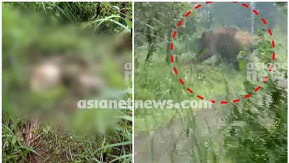 ആന ഓടിയ ഉളിക്കൽ ടൗണിൽ മൃതദേഹം, ആന്തരികാവയവങ്ങളടക്കം പുറത്ത്; ആന ചവിട്ടിയതെന്ന് സംശയം 