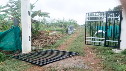 Mysuru : ಆನೆ ದಾಳಿ : 8 ಎಕರೆ ಬಾಳೆ ನಾಶ - ಆನೆಗಳ ದಾಳಿಯಿಂದ ಸಂಕಷ್ಟಕ್ಕೀಡಾಗಿರುವ ರೈತರು