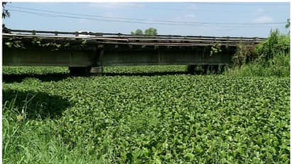 നീരൊഴുക്ക് തടഞ്ഞ് കുളവാഴകൾ, വെള്ളം കയറി കൃഷി നശിക്കുന്നു; പരിഹരിക്കണം; പ്രതിഷേധം കടുപ്പിച്ച് കർഷകർ