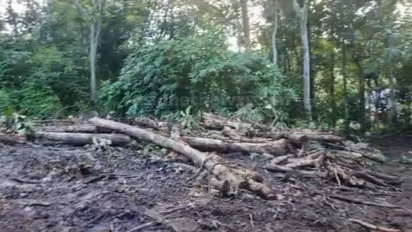 പട്ടയ ഭൂമിയിൽ നിന്ന് 78 തേക്ക് മരങ്ങൾ മുറിച്ചുമാറ്റി; സ്ഥലമുടമക്കെതിരെ വനം വകുപ്പ് കേസെടുത്തു