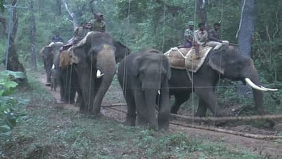 ಚಿಕ್ಕಮಗಳೂರು: ಮುತ್ತೋಡಿ ಆನೆ ಶಿಬಿರಕ್ಕೆ ಪರಿಸರವಾದಿಗಳ ತೀವ್ರ ವಿರೋಧ