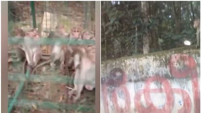 'കേൾക്കുന്നവര്‍ക്ക് ഇതൊക്കെ ഒരു തമാശ, കണ്ണ് തെറ്റിയാൽ...'; 'മലയിറങ്ങി അവര് വന്നതോടെ ദുരിതം', നാടിന്‍റെ വേദന