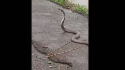 മൂർഖന്റെ പിറന്നാളാഘോഷിക്കുന്ന യുവാക്കൾ, മുന്നിൽ പത്തിവിടർത്തി പാമ്പ്