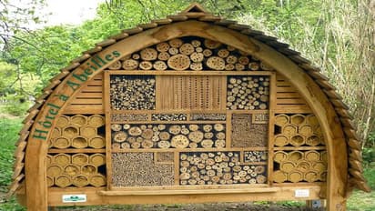 ಸೈಬರ್ ಕೆಫೆ, ಕಾಫಿ ಕೆಫೆ ಗೊತ್ತು: ಆದರೆ ಕೀಟಗಳಿಗೂ ಕೆಫೆನಾ, ಏನಿದು 'ಇನ್ಸೆಕ್ಟ್ ಕೆಫೆ'