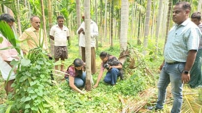   ಅಡಿಕೆ ಮತ್ತು ತೆಂಗಿನ ಕಾಂಡ ಸೋರುವ ರೋಗ ಕಂಡಲ್ಲಿ ಇಲಾಖೆ ಸಂಪರ್ಕಿಸಲು ಸಲಹೆ