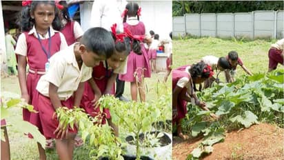'എങ്ങനെ സാധിക്കുന്നു ഇത്ര ക്രൂരനാകാൻ'; പിഞ്ചുകുട്ടികൾ നട്ടുവളർത്തിയ പച്ചക്കറി സ്കൂളിൽനിന്ന് മോഷണം പോയി