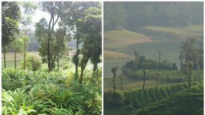 ദൗത്യം മല കയറുമ്പോൾ കാത്തിരിക്കുന്നതെന്തൊക്കെ? കയ്യേറ്റമൊഴിപ്പിക്കൽ എളുപ്പമാകുമോ?; ഏഷ്യാനെറ്റ് ന്യൂസ് അന്വേഷണം